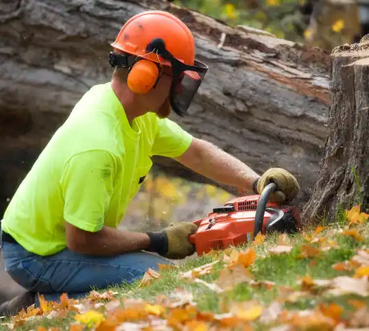 tree services Fair Play